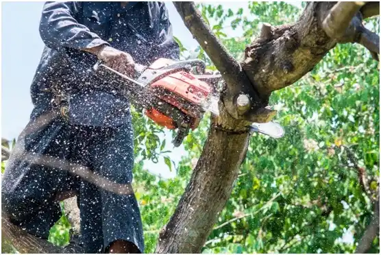 tree services Berlin